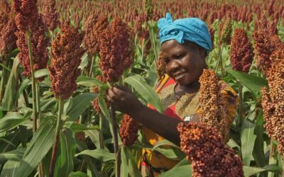Demand for Himalayan Millet has increased across Europe . Here’s why
