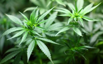 Himachal to legalise cannabis cultivation to boost economy