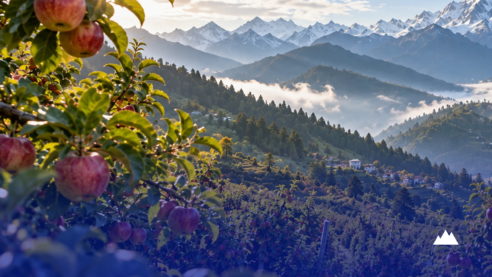Apple orchards on terraced hillsides, with a snow-covered mountain range on the horizon